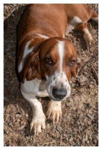 Basset Hound - Ruby