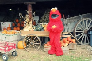 Elmo's here to bring pumpkins to everyone!
